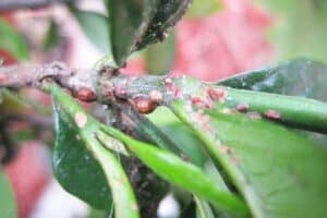 Scale insects on a houseplant