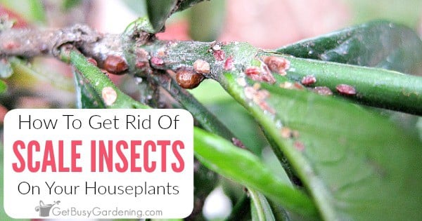 https://getbusygardening.com/wp-content/uploads/2014/12/how-to-get-rid-of-scale-on-houseplants-FB.jpg
