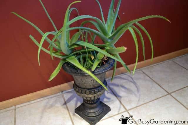 Aloe Vera Plant Help To Clean The Air