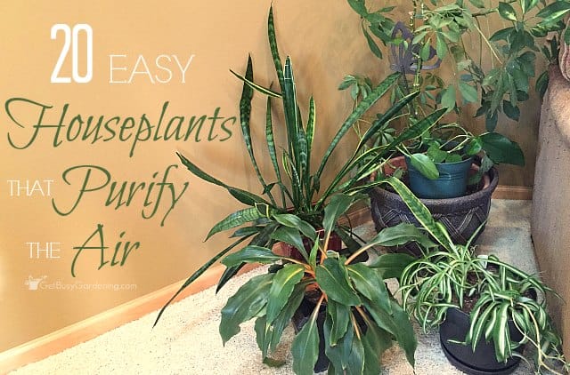 Best plants for indoor air