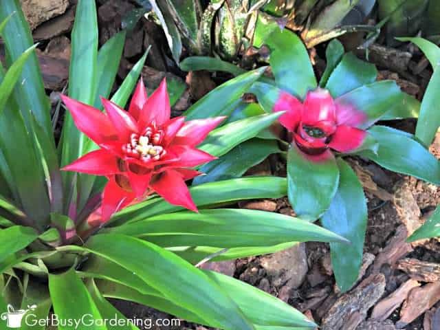 Indoor bromeliad plants with bright red floral bracts