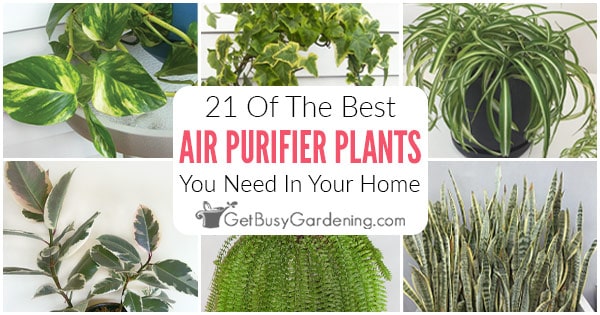 Houseplants that clean the on sale air in your home