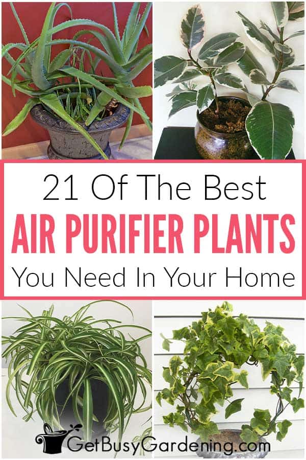 21 Of The Best Air Purifier Plants You Need In Your Home