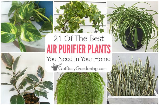 21 Of The Best Air Purifier Plants You Need In Your Home
