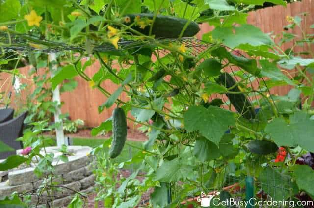 Cucumber Seeds Are Easy To Start Indoors