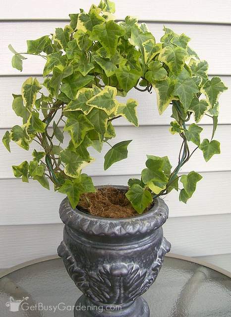 English ivy are air purifying indoor plants