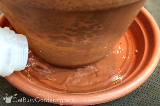 Bottom watering a houseplant to prevent fungus gnats