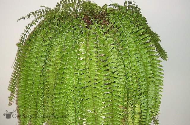 Ferns are one of the best air cleaning houseplants