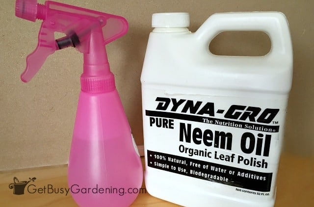 Neem oil to make my DIY fungus gnat soil drench