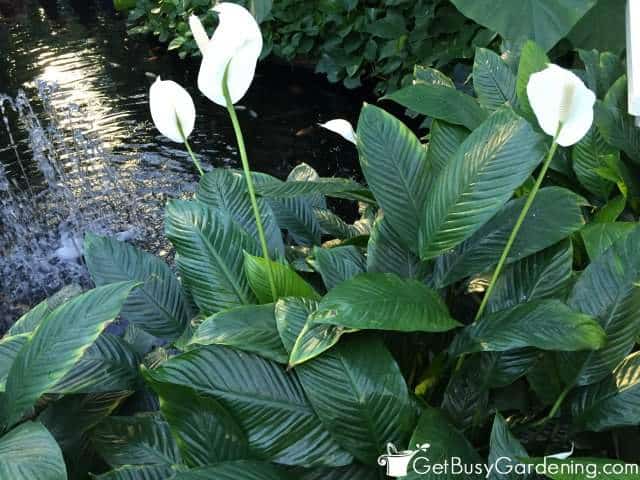Peace lily houseplant with white blooms