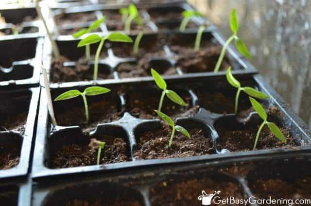 Easiest Seeds To Start Indoors