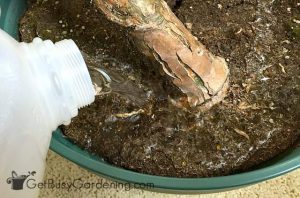 How To Get Rid Of Fungus Gnats In Houseplants Soil - Get ...