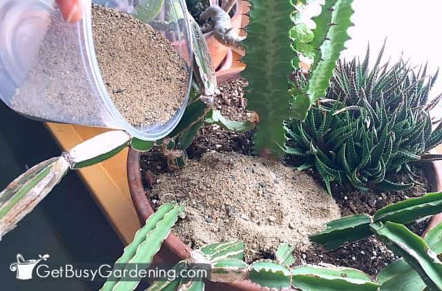 Using sand to cover my houseplant soil to help prevent fungus gnats