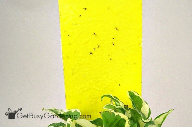 A yellow sticky trap covered with fungus gnats