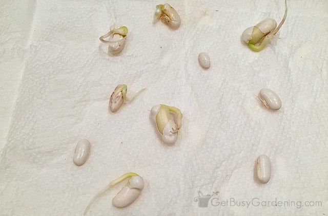 Six seeds germinating after three days