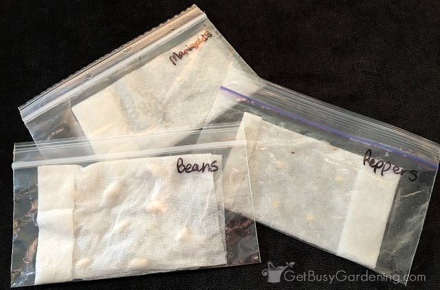 Three baggies with paper towels and seeds inside