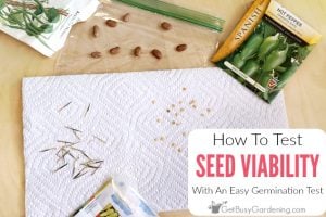 How To Test The Viability Of Seeds With An Easy Seed Germination Test
