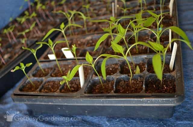 Seedlings growing indoors in starter trays