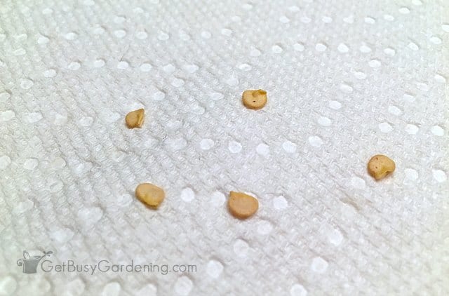 Testing viability of old pepper seeds Testing viability of old pepper seeds