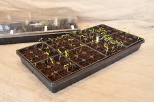 When To Start Planting Seeds Indoors (The Perfect Guideline)