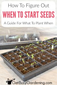 When To Start Seeds Indoors (The Perfect Guideline) - Get Busy Gardening