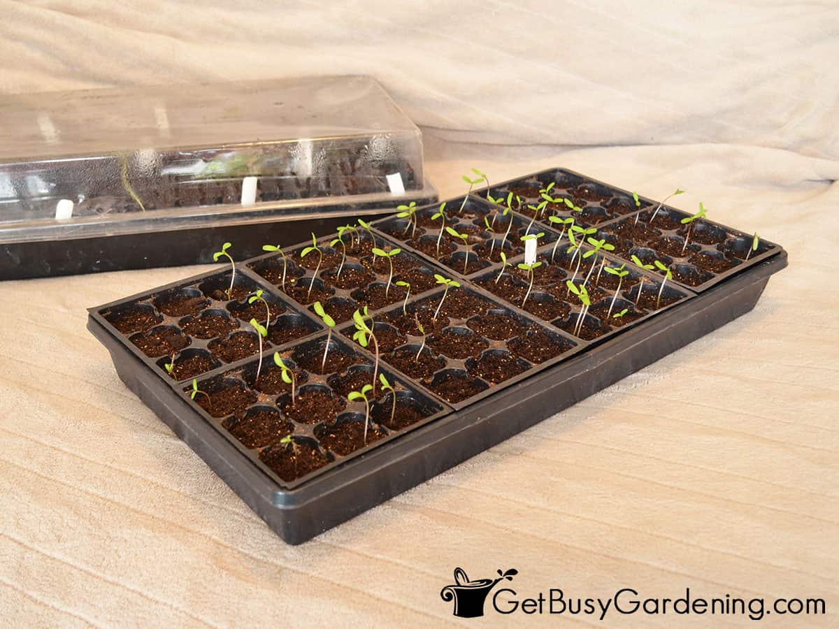 Starting seeds indoors: How to start flowers from seeds