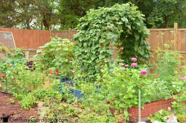 2014 Vegetable Garden August