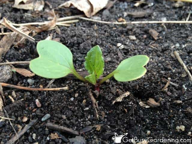 Radish Seedling