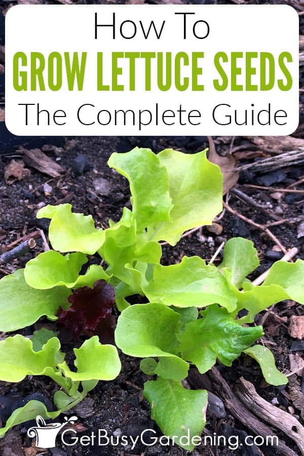 How To Grow Lettuce Seeds The Complete Guide