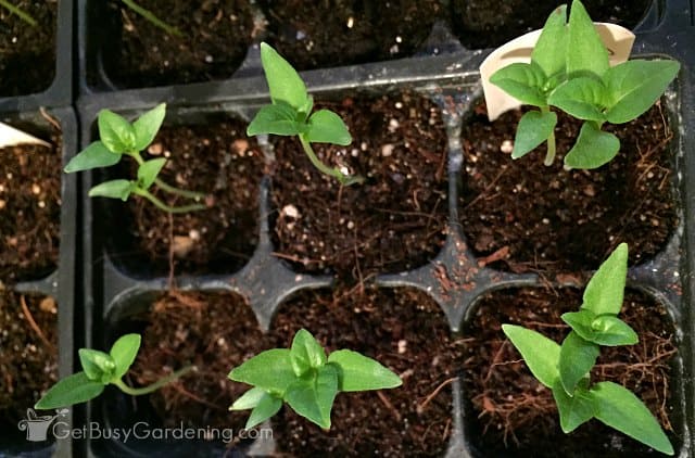 Healthy seedlings growing indoors