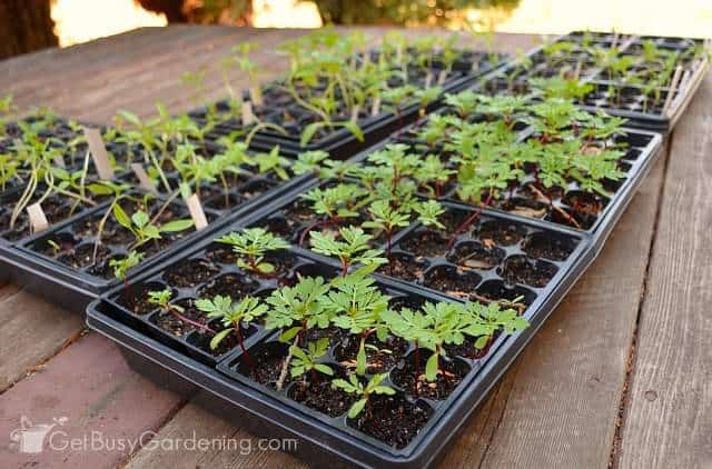 Hardening seedlings before planting them into the garden
