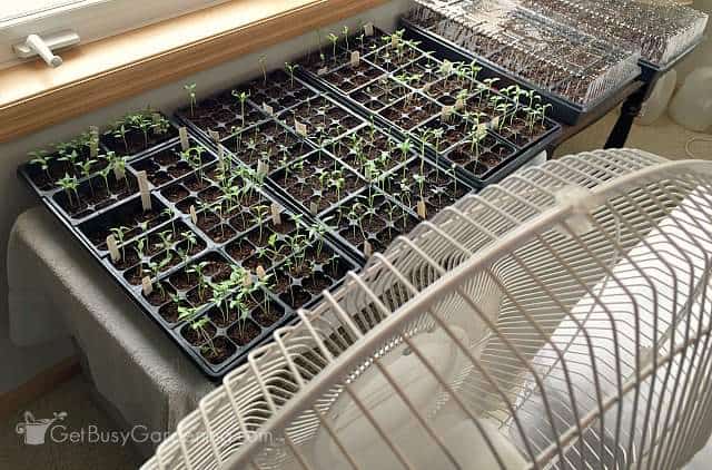 Using an oscillating fan to grow strong seedlings