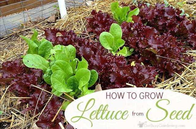 Planting Lettuce Seeds Tips For Growing Lettuce From Seed Get