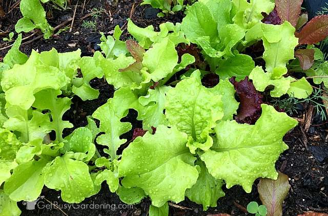 leaf lettuce harvesting Theleaf.co