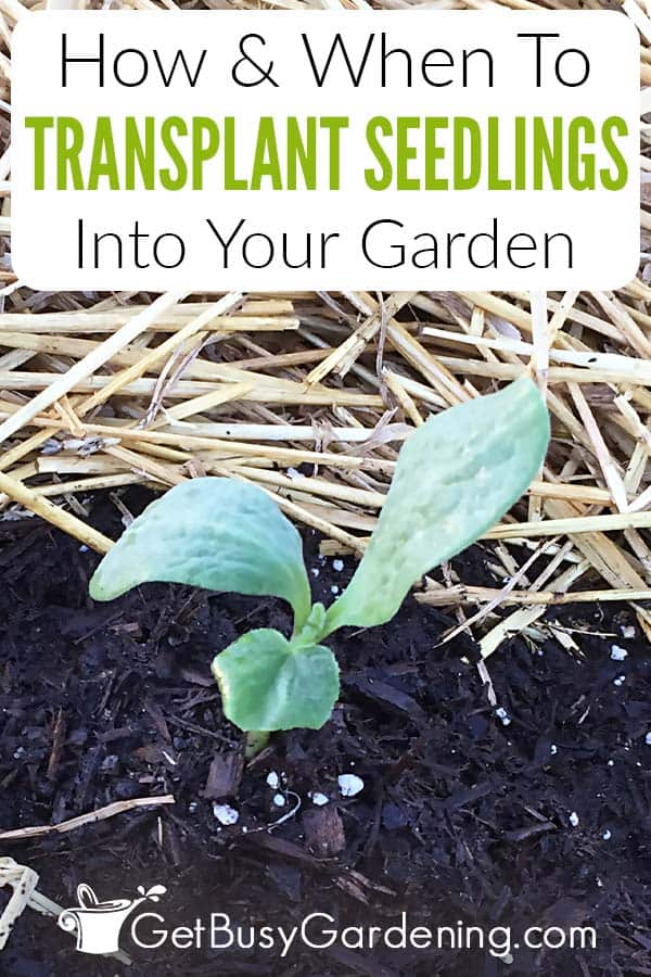 How & When To Transplant Seedlings Into Your Garden