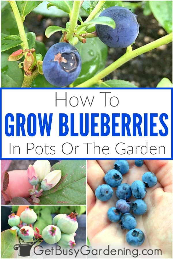 How To Grow Blueberries In Pots Or The Garden