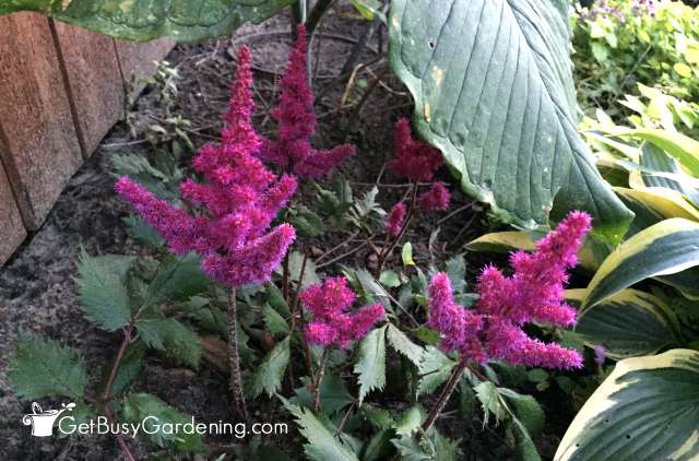 Astilbe Flowers