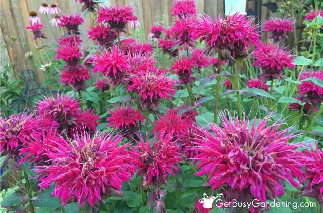 Bee Balm