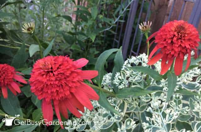 Hot Papaya Coneflower