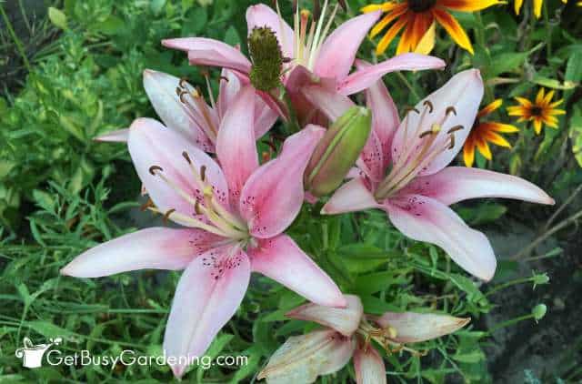 Pink Asiatic Lily Flowers