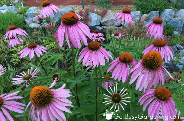 Purple Coneflower