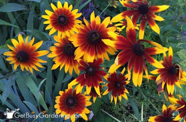 Rudbeckia Flowers