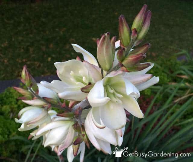 Yucca Flowers