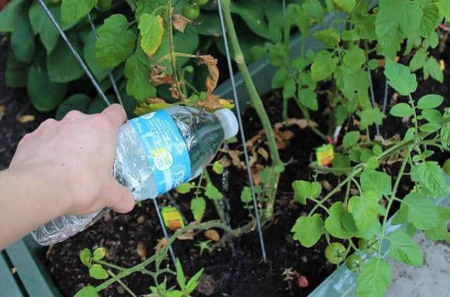 DIY Water Bottle For Watering Vegetables