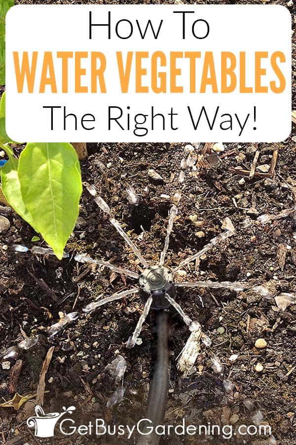 How To Water Vegetables The Right Way!