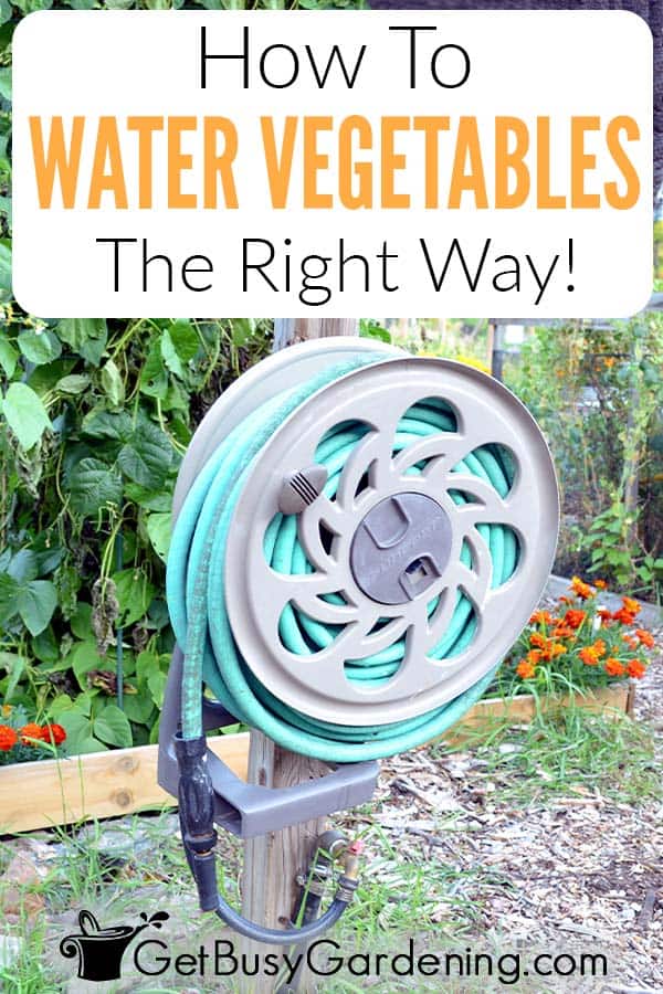 How To Water Vegetables The Right Way!