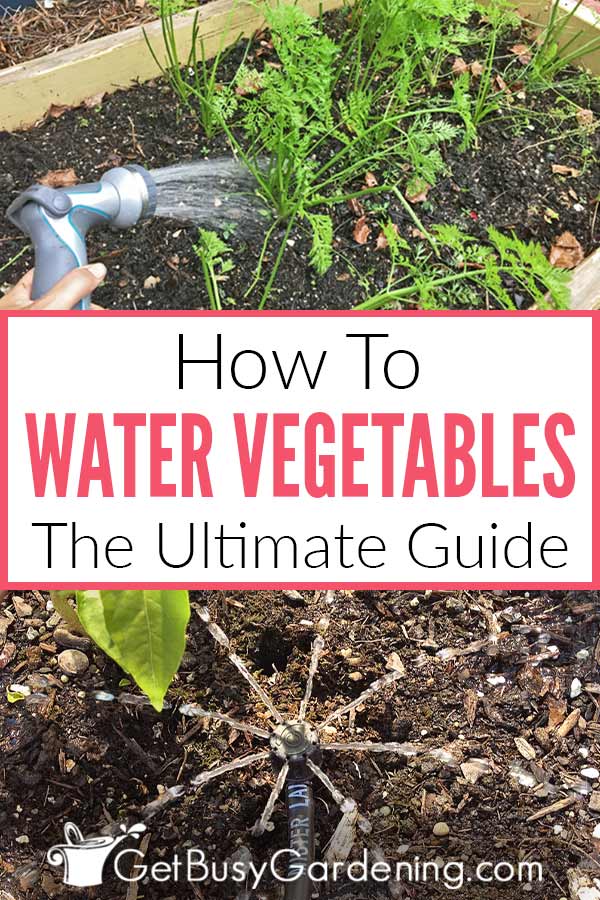 How To Water Vegetables: The Ultimate Guide