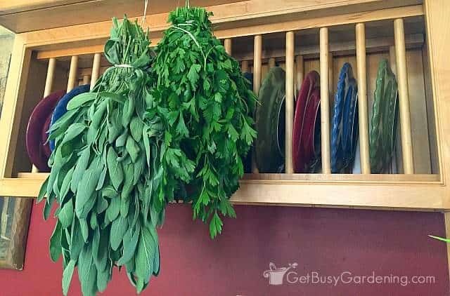 Hanging herbs to dry