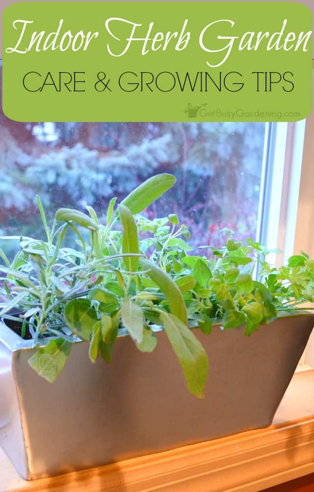  Fresh herbs growing in an indoor herb garden