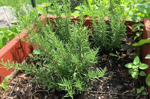 Rosemary easy herbs to grow at home